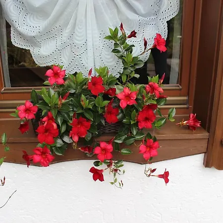 Haus Almrausch Ζέεφελντ